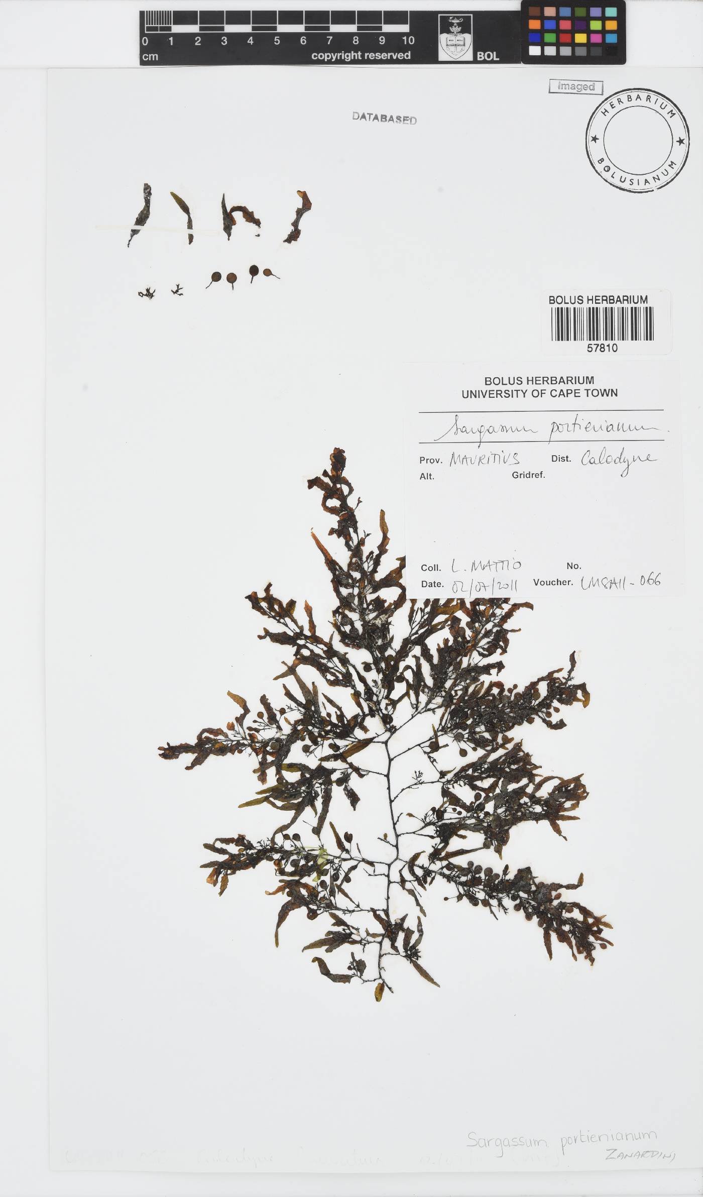 Sargassum portierianum image