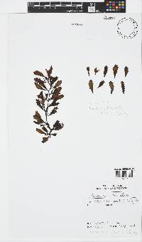 Sargassum obovatum image