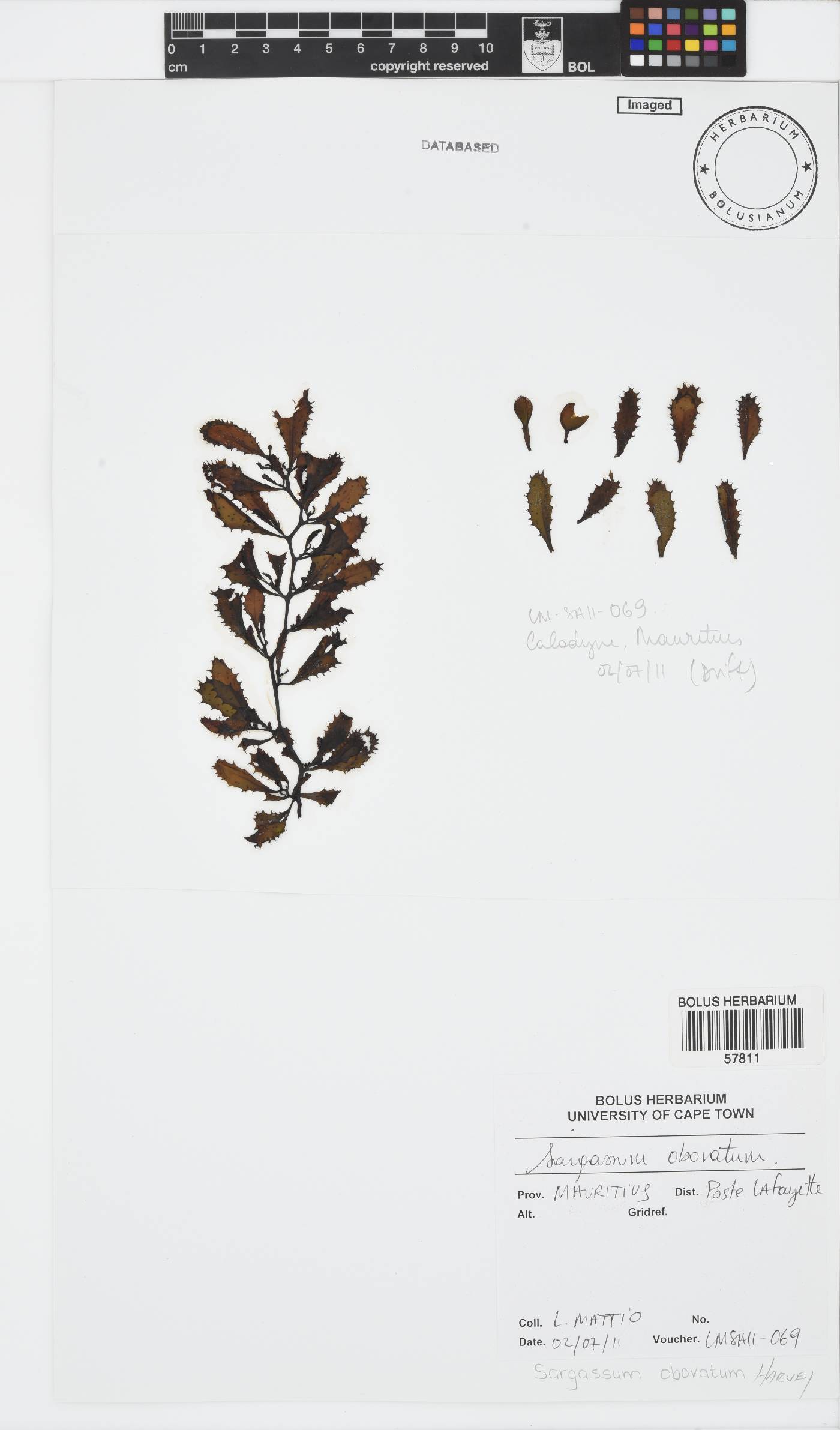 Sargassum obovatum image