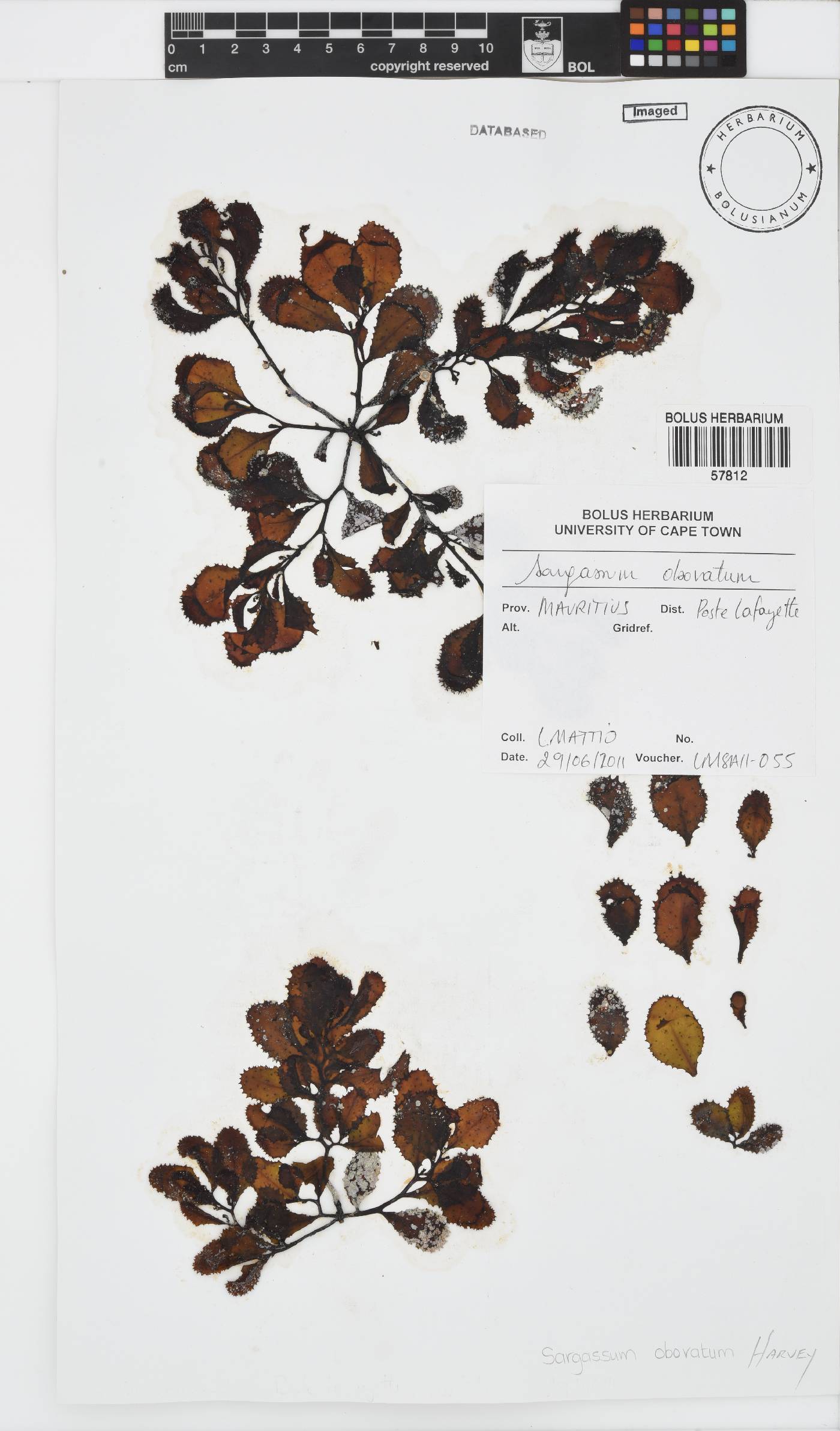Sargassum obovatum image