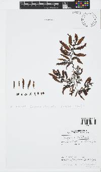 Sargassum robillardii image