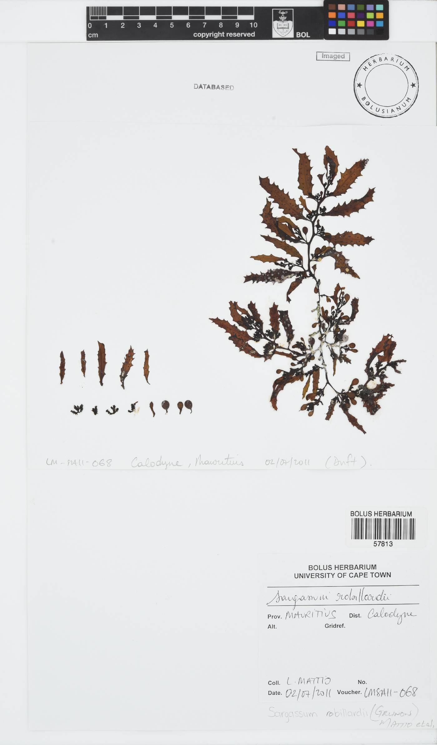 Sargassum robillardii image