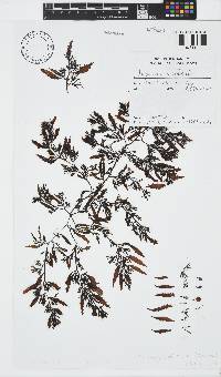 Sargassum robillardii image