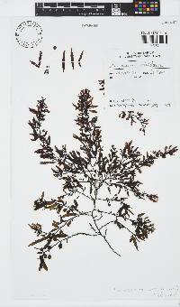 Sargassum robillardii image