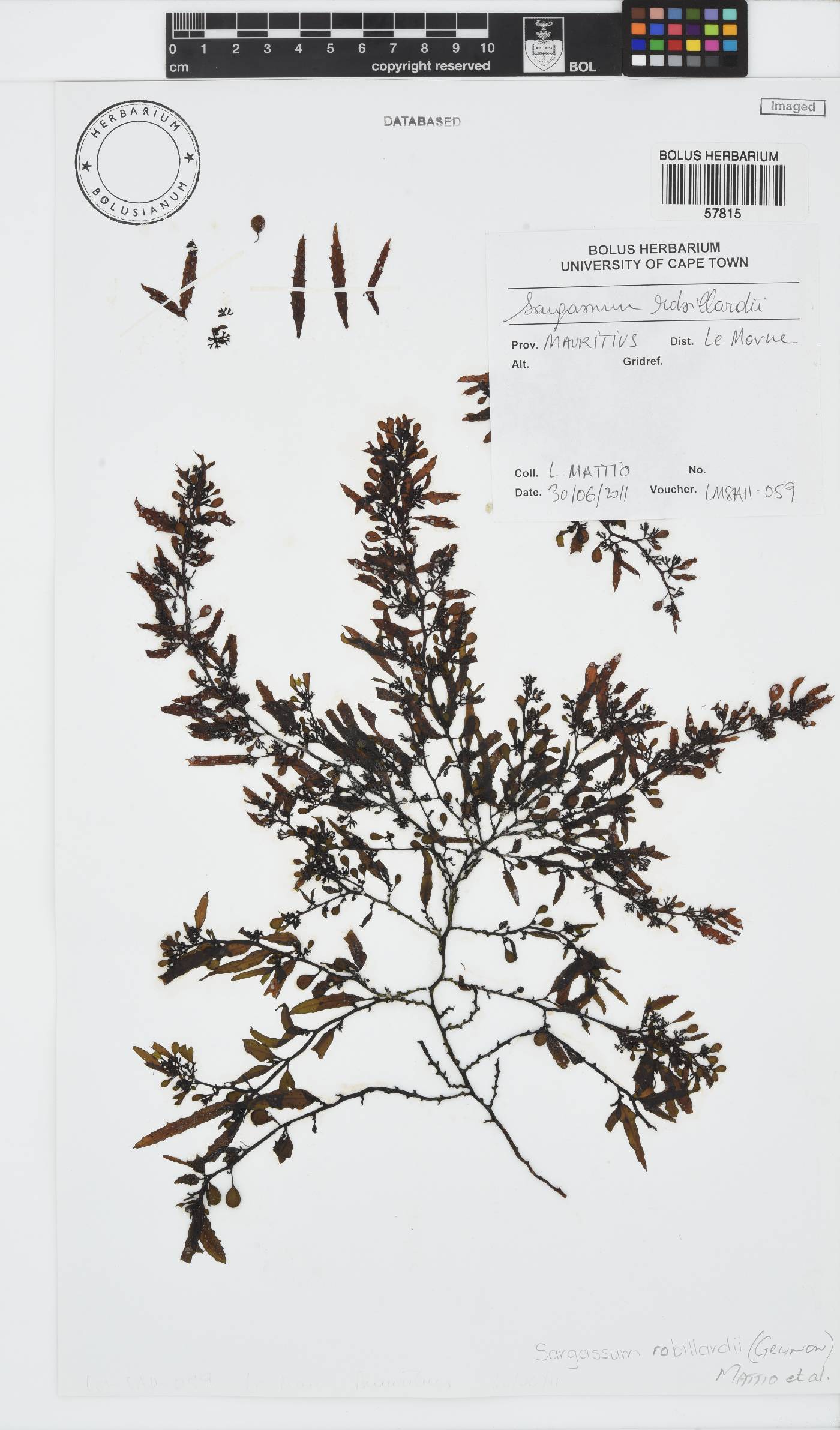 Sargassum robillardii image