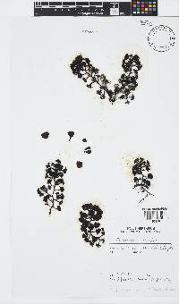 Turbinaria ornata image