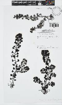 Turbinaria ornata image