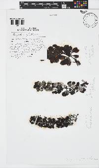 Sargassum pfeifferae image