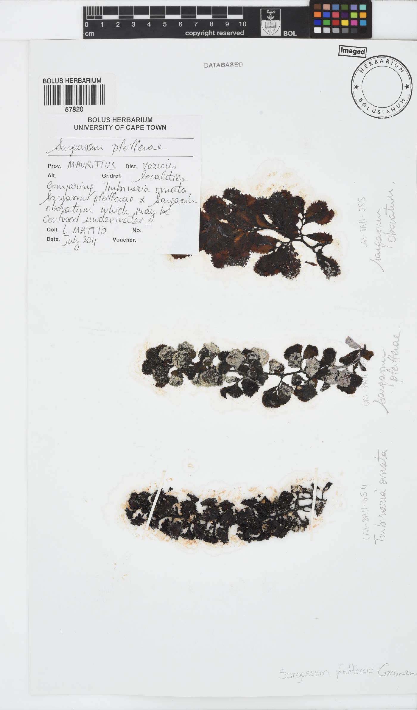 Sargassum pfeifferae image