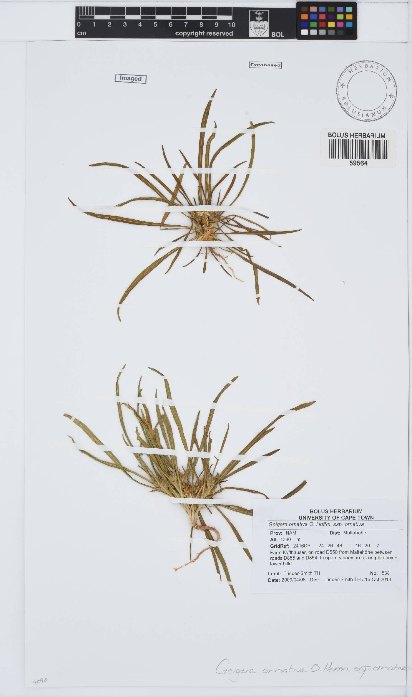 Geigeria ornativa subsp. ornativa image