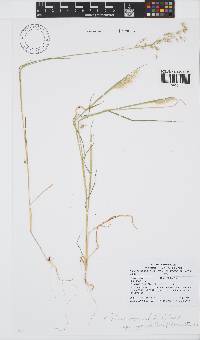 Melinis repens subsp. grandiflora image