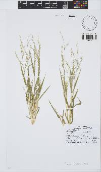 Panicum lanipes image