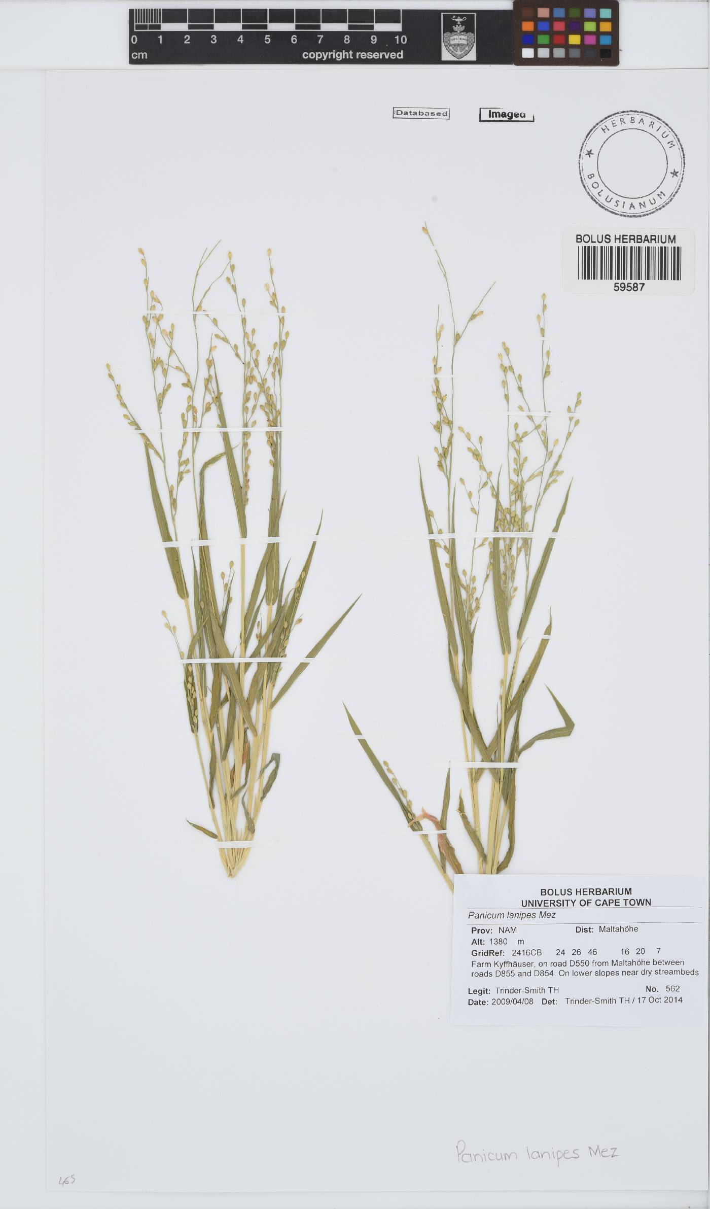 Panicum lanipes image