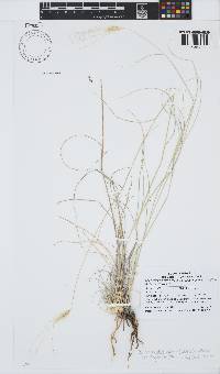 Stipagrostis ciliata var. capensis image