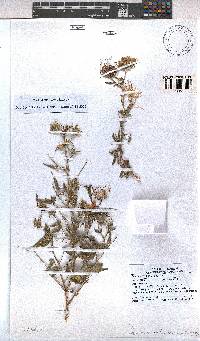 Image of Pavonia rehmannii