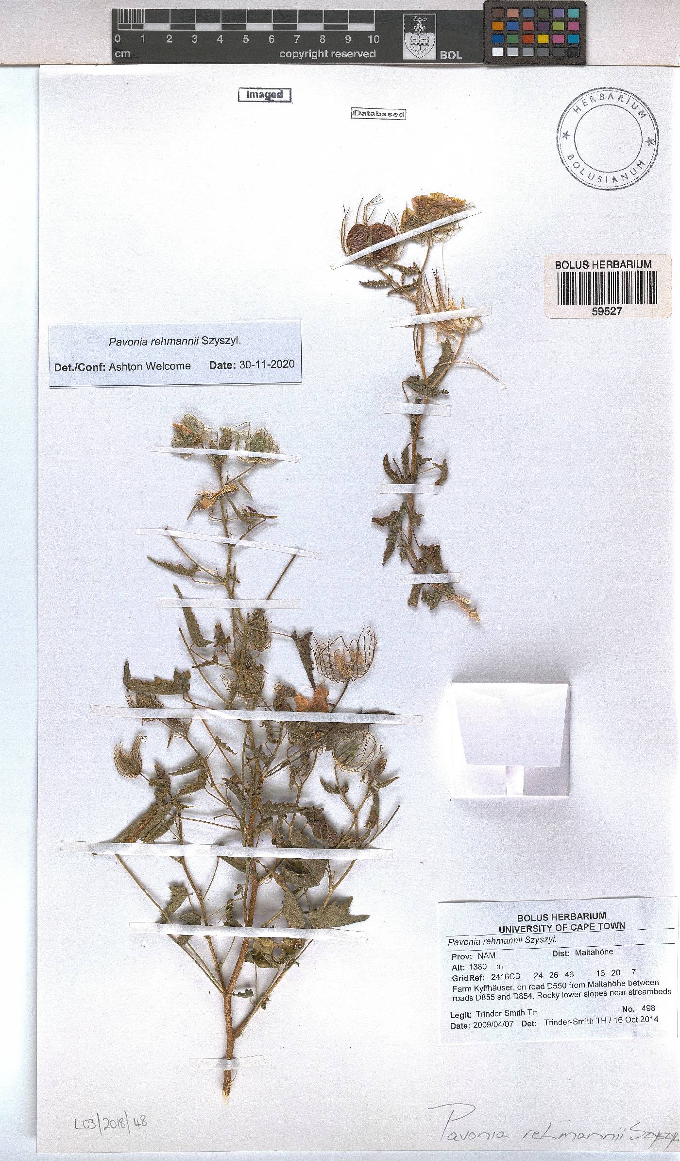 Pavonia rehmannii image