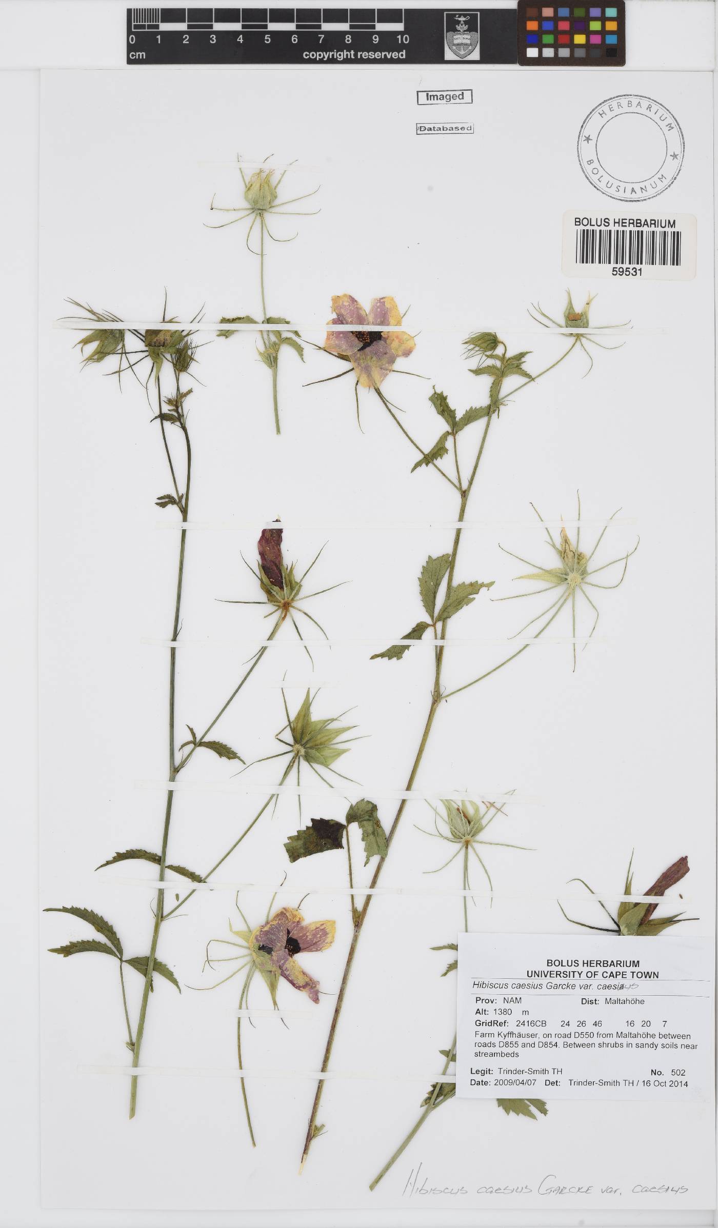 Hibiscus caesius image