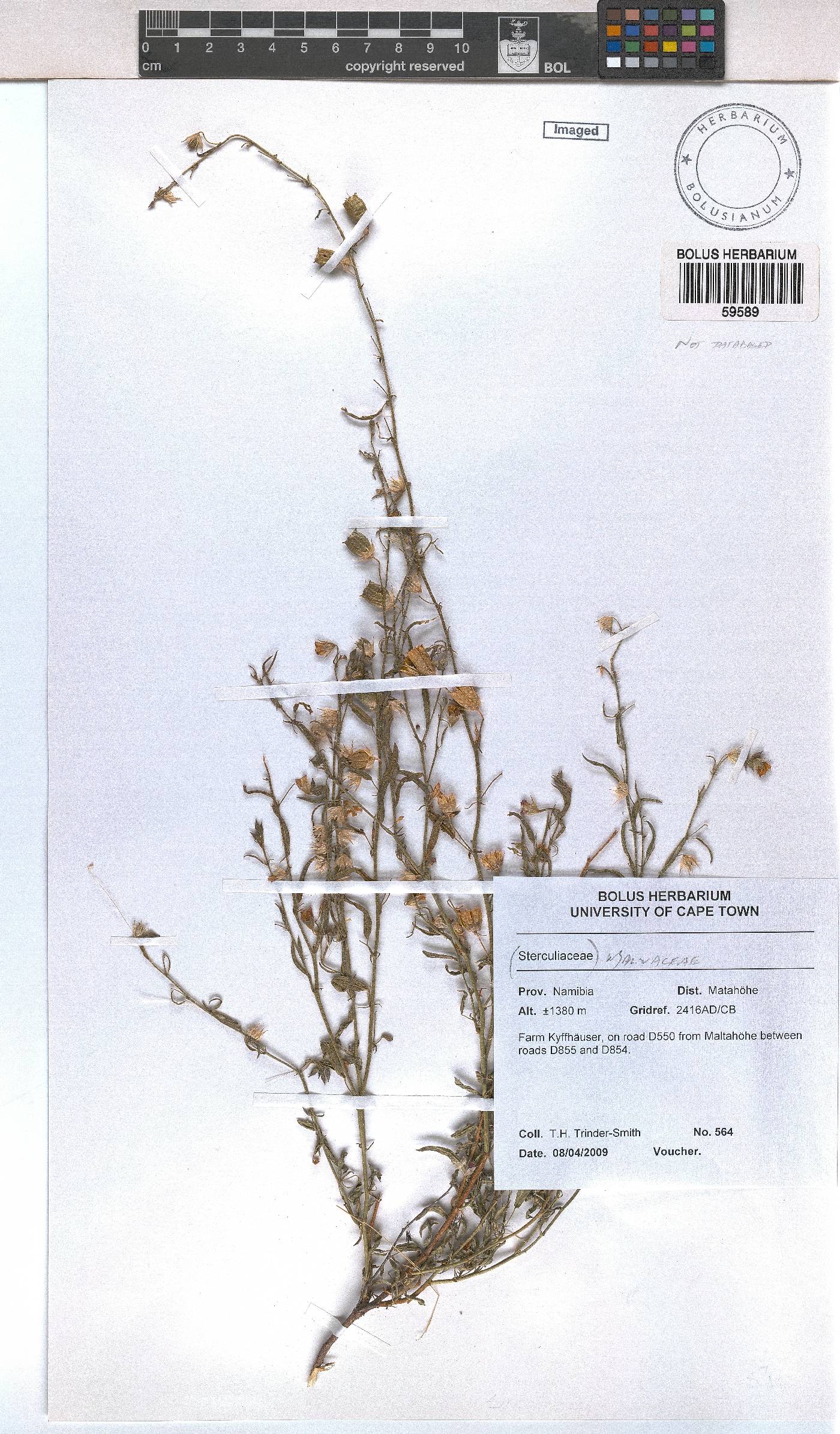 Malvaceae image