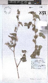 Image of Abutilon fruticosum