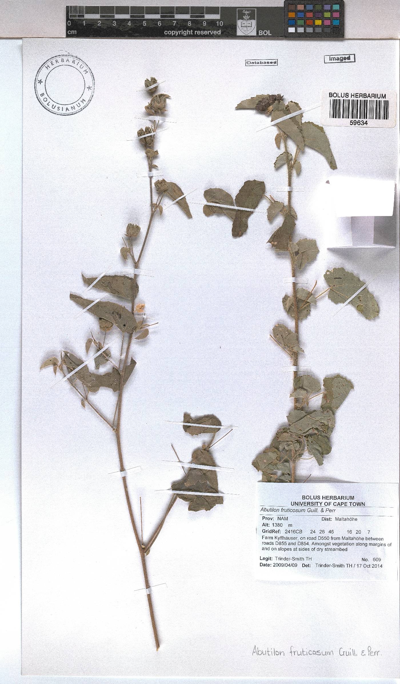 Abutilon image