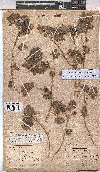Image of Pavonia burchellii