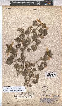 Pavonia burchellii image