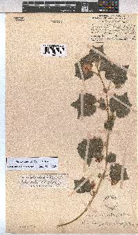 Pavonia burchellii image