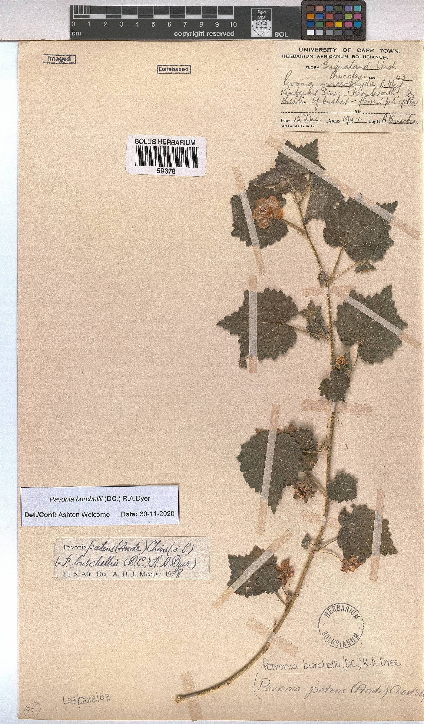 Pavonia burchellii image