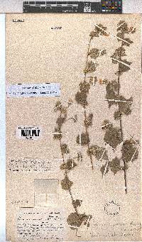 Pavonia burchellii image