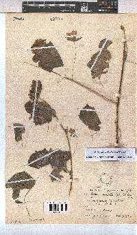 Pavonia burchellii image