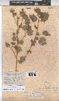 Pavonia burchellii image