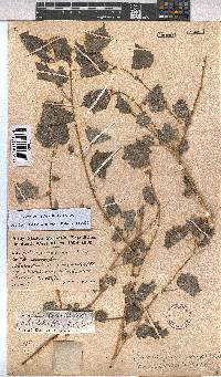 Pavonia burchellii image
