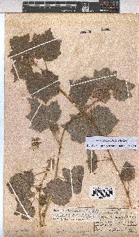 Pavonia burchellii image
