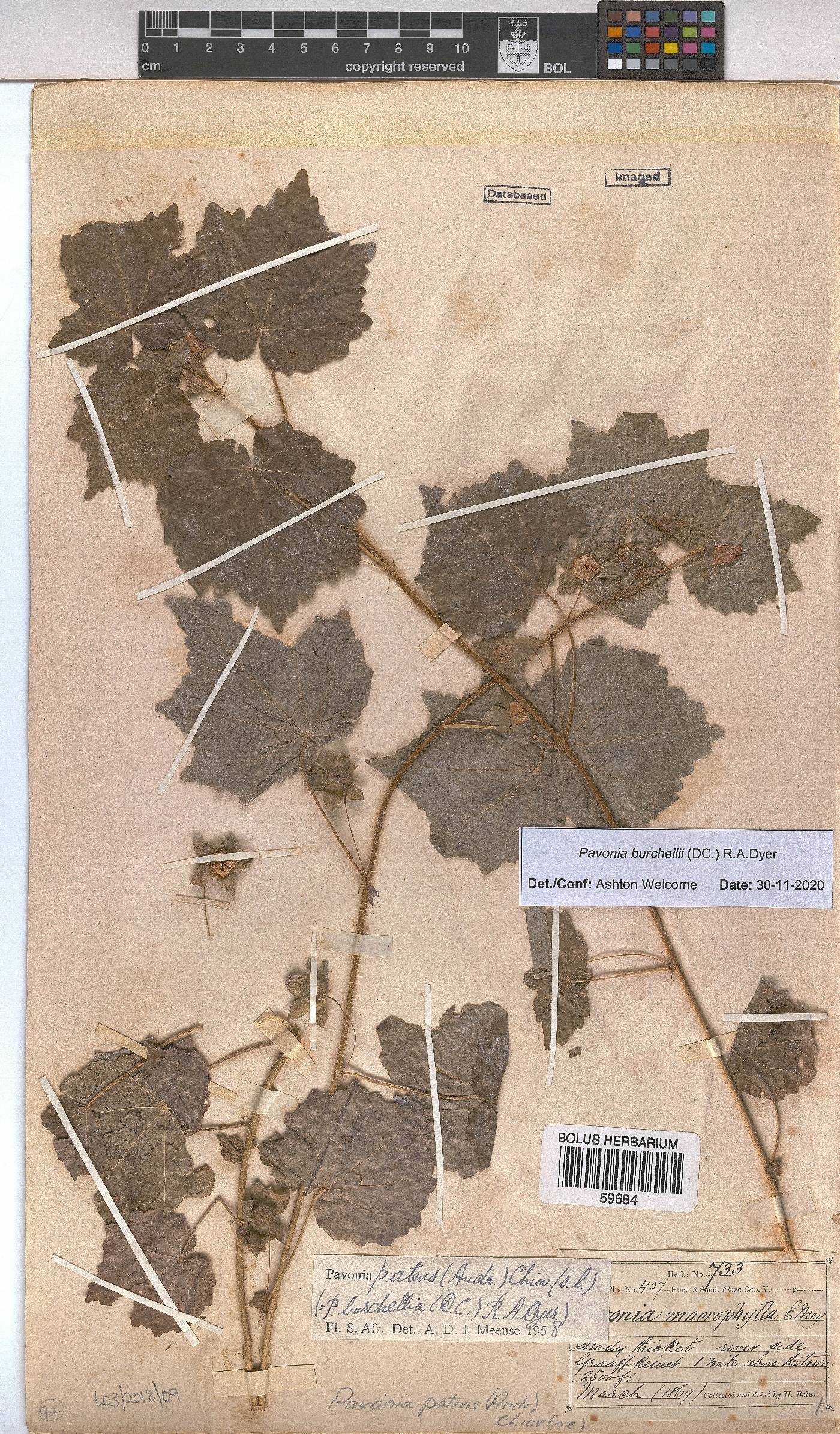 Pavonia burchellii image