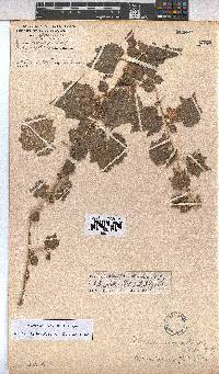 Pavonia burchellii image