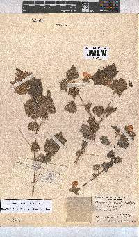 Pavonia burchellii image