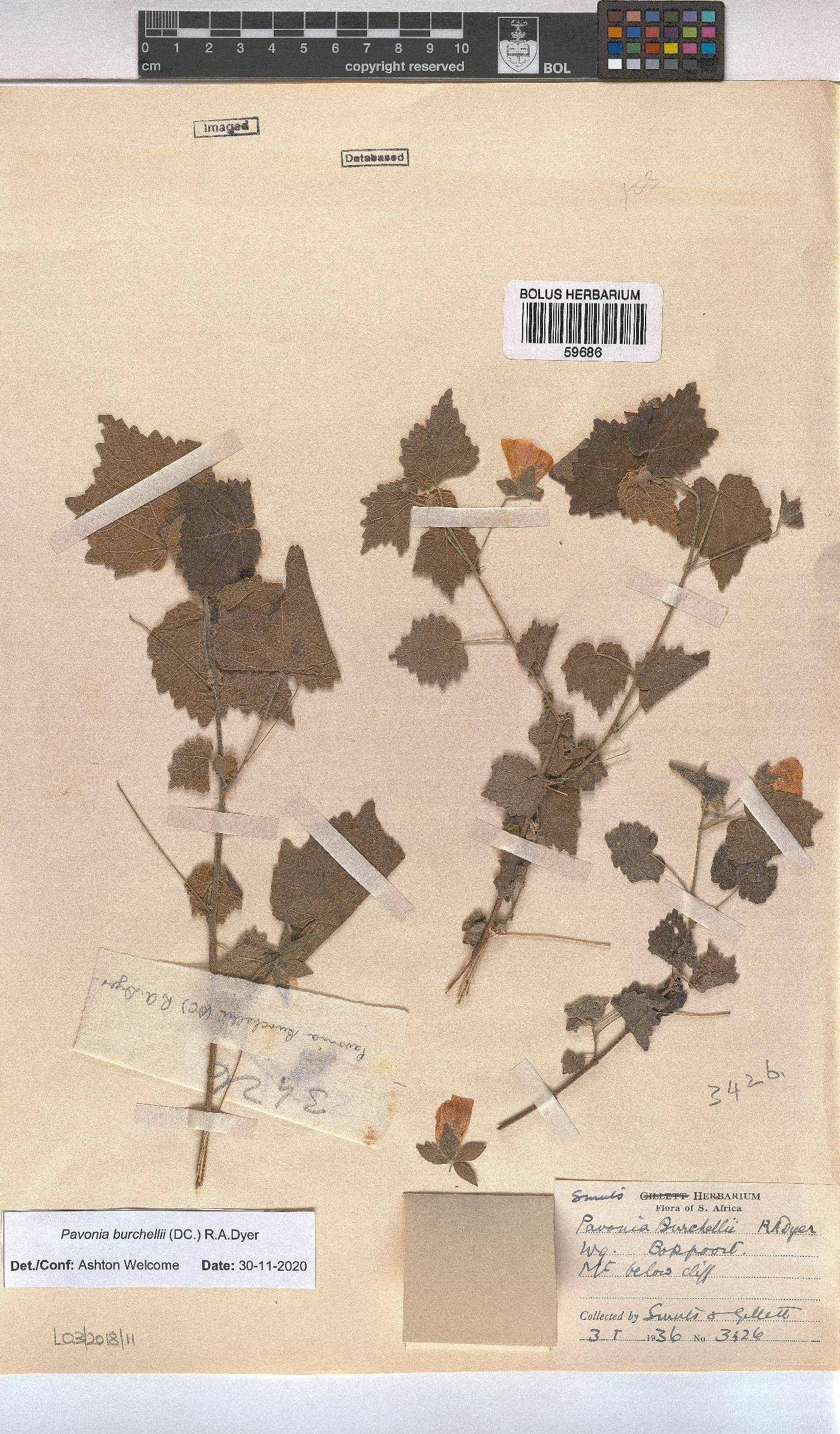 Pavonia burchellii image