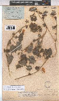 Pavonia burchellii image