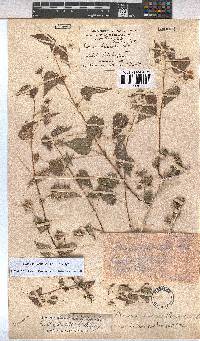 Pavonia burchellii image