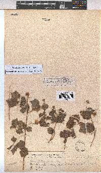 Pavonia burchellii image