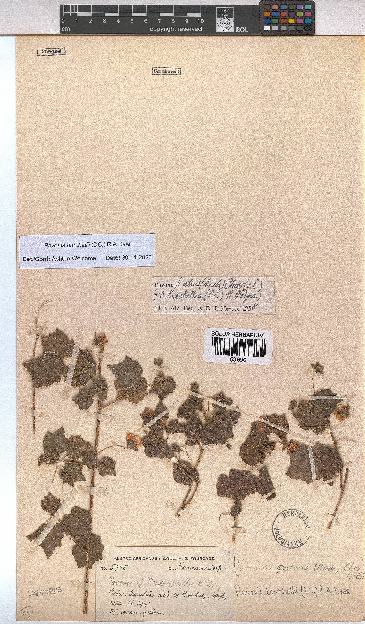 Pavonia burchellii image