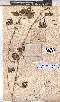 Pavonia burchellii image
