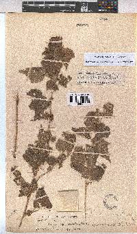 Pavonia burchellii image