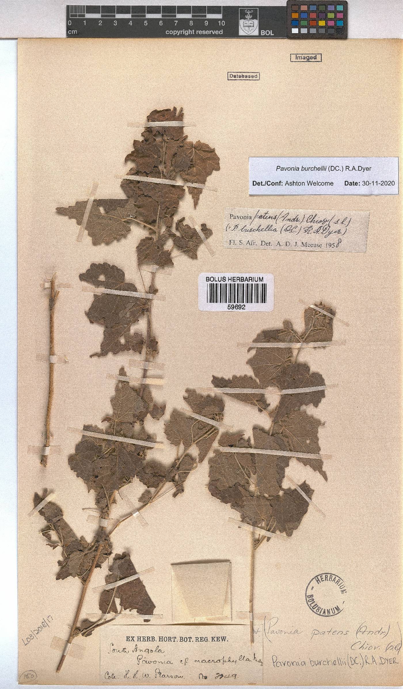 Pavonia burchellii image