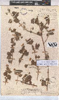 Pavonia burchellii image