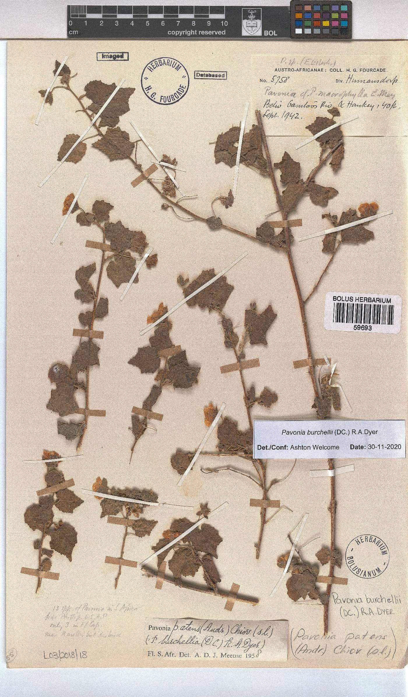 Pavonia burchellii image