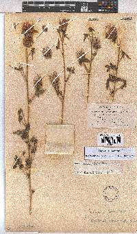 Image of Pavonia clathrata