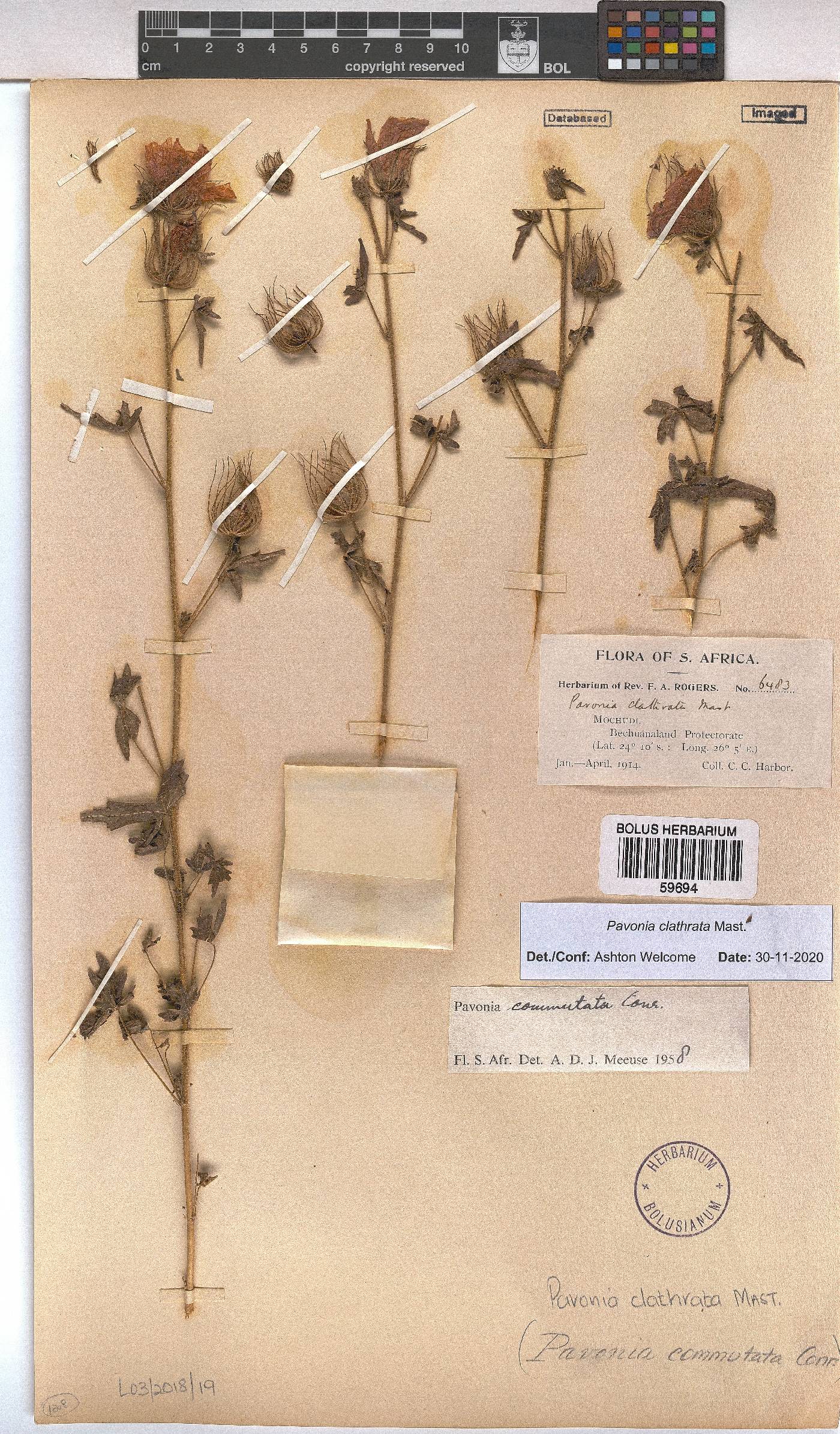 Pavonia clathrata image