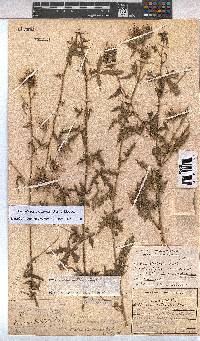 Image of Pavonia transvaalensis