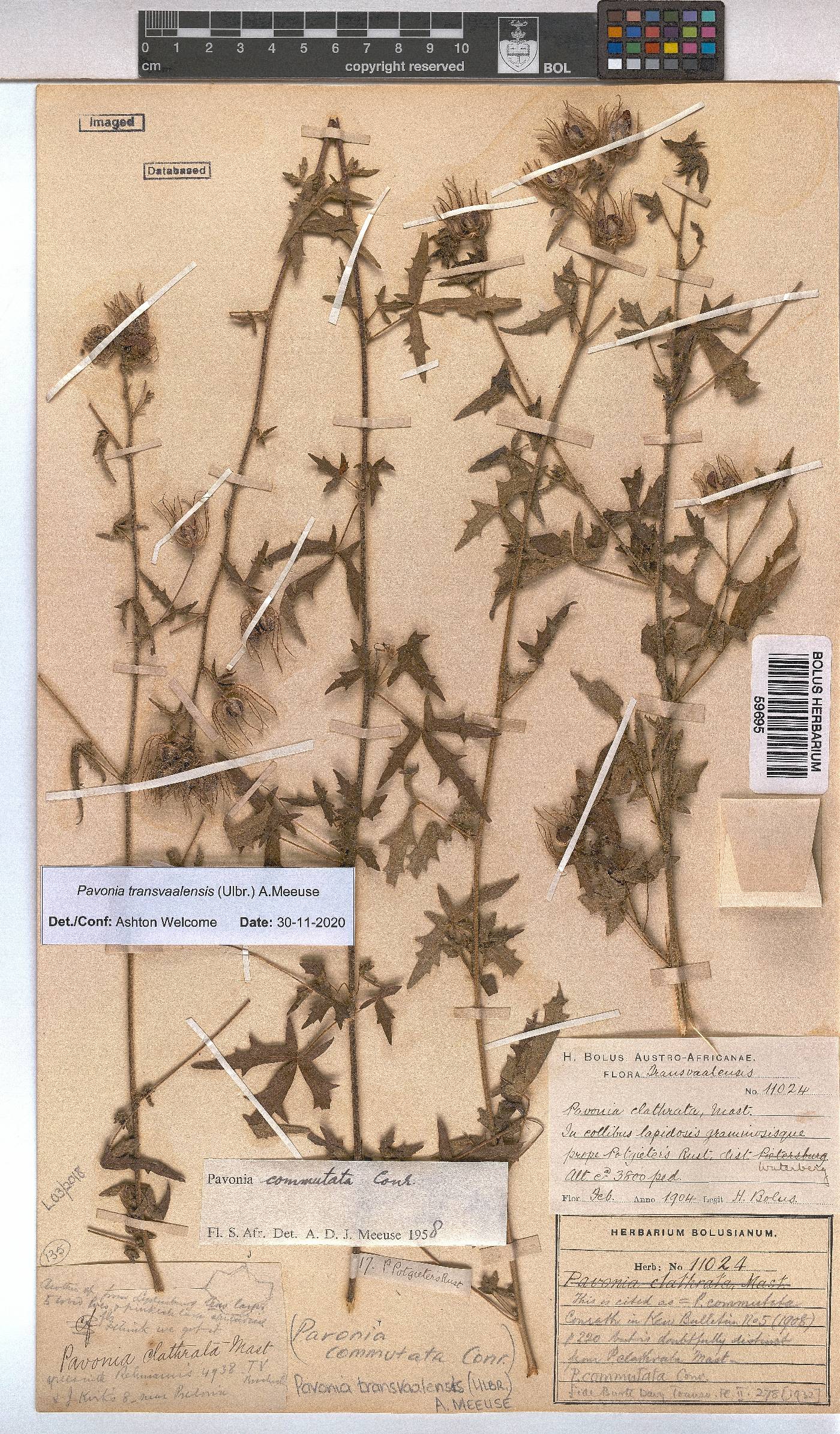 Pavonia transvaalensis image